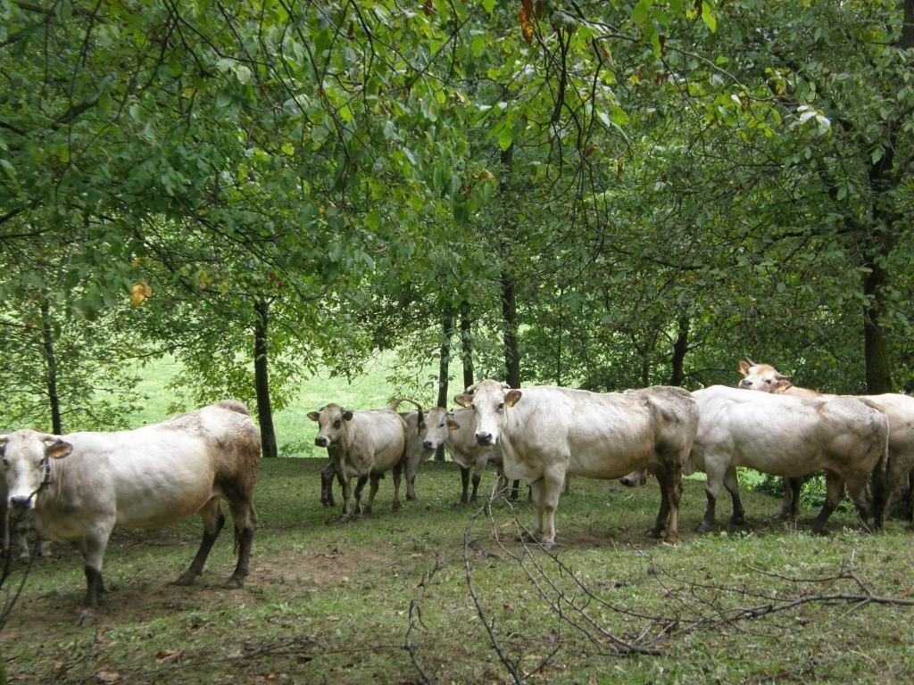 Agriturismo La Meridiana Frabosa Sottana Kültér fotó